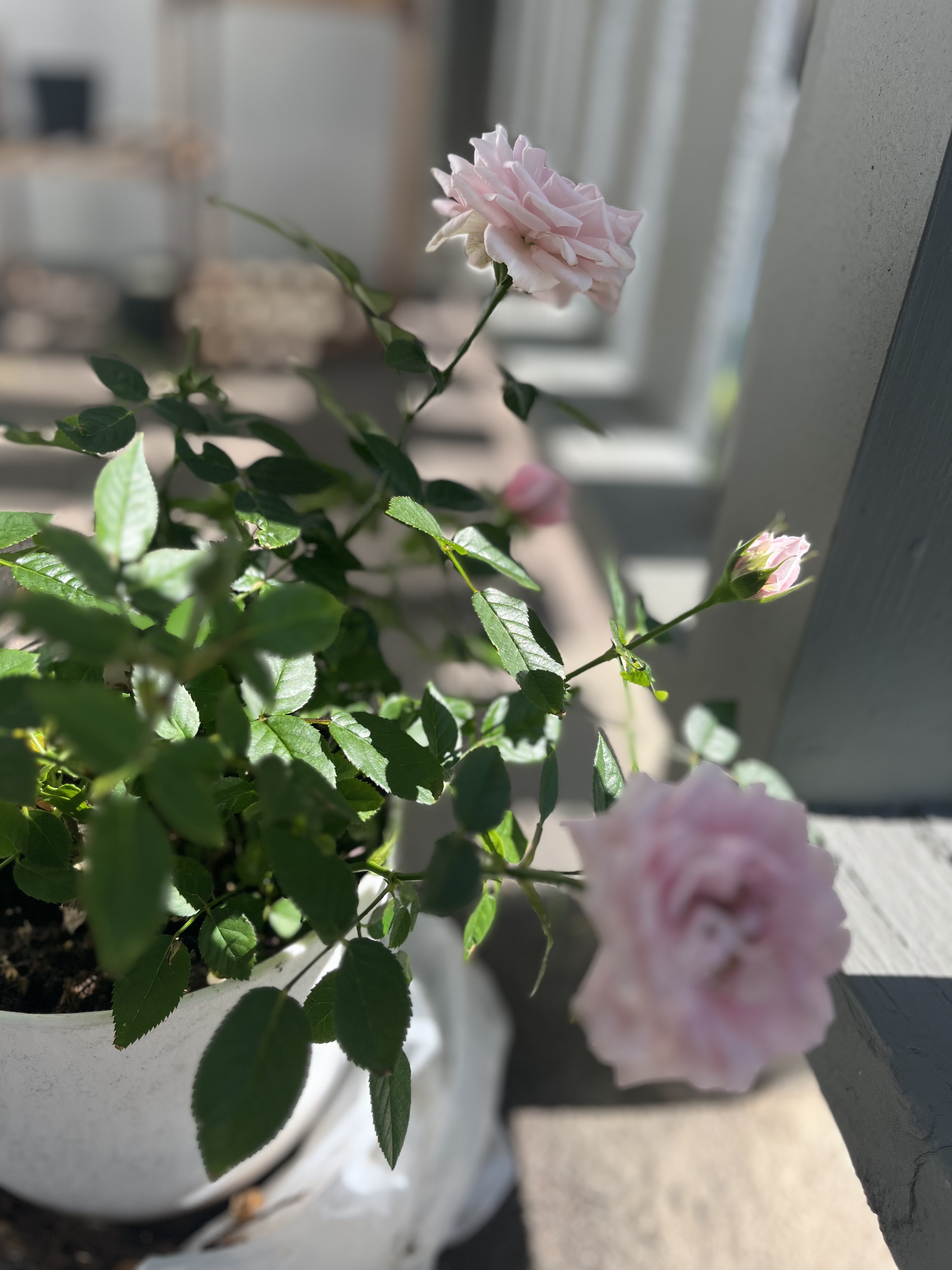 Roses-Summer 2025
