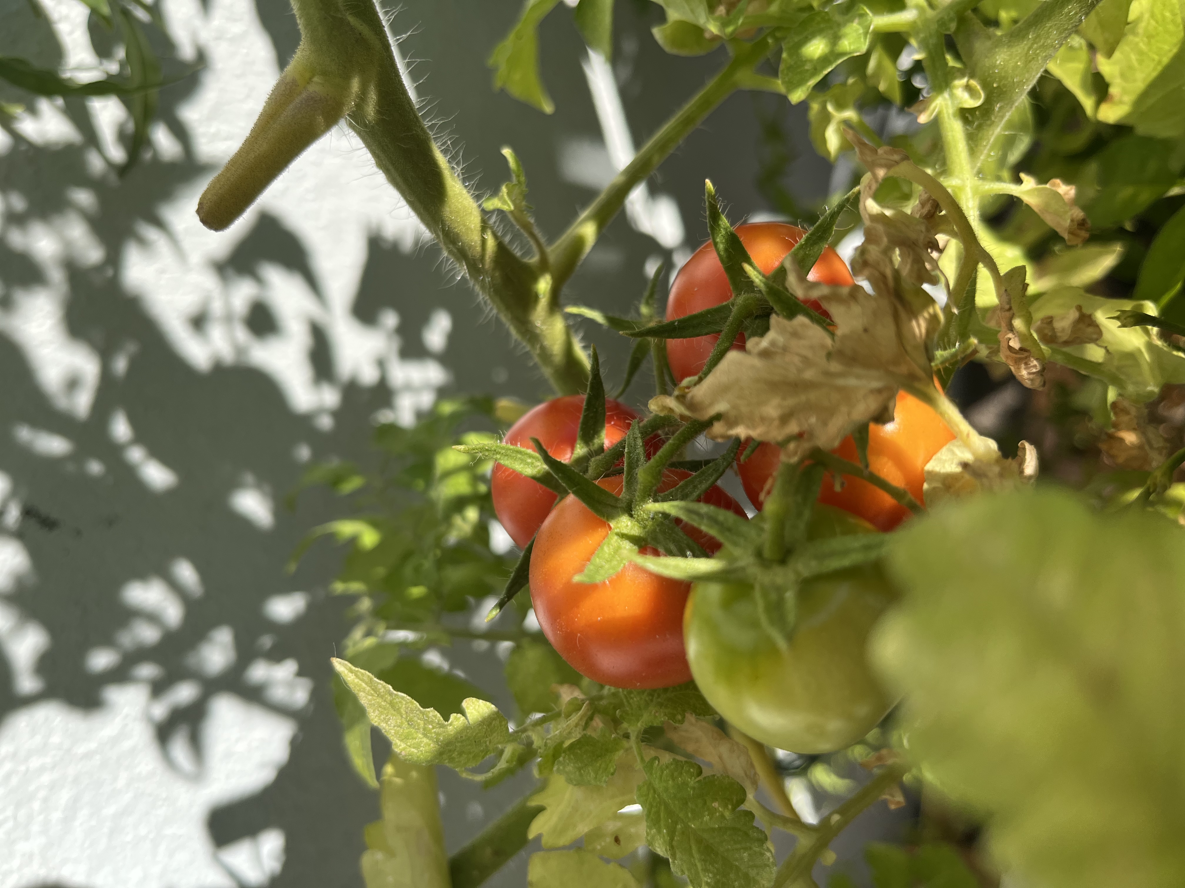 Tomatoes-Summer 2025