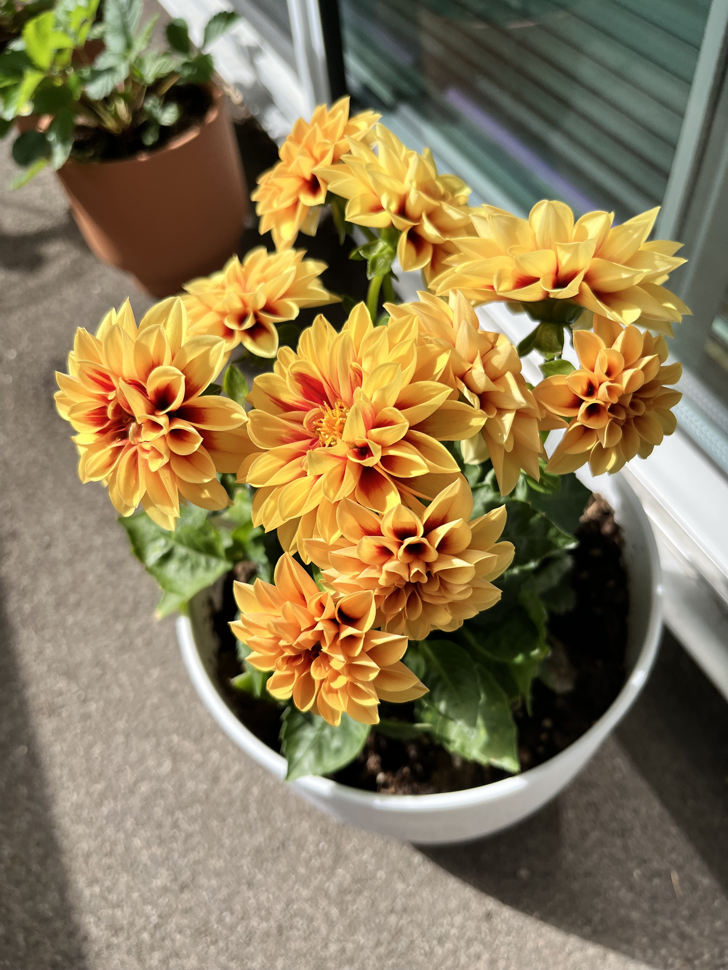 Dahlias-Spring 2026