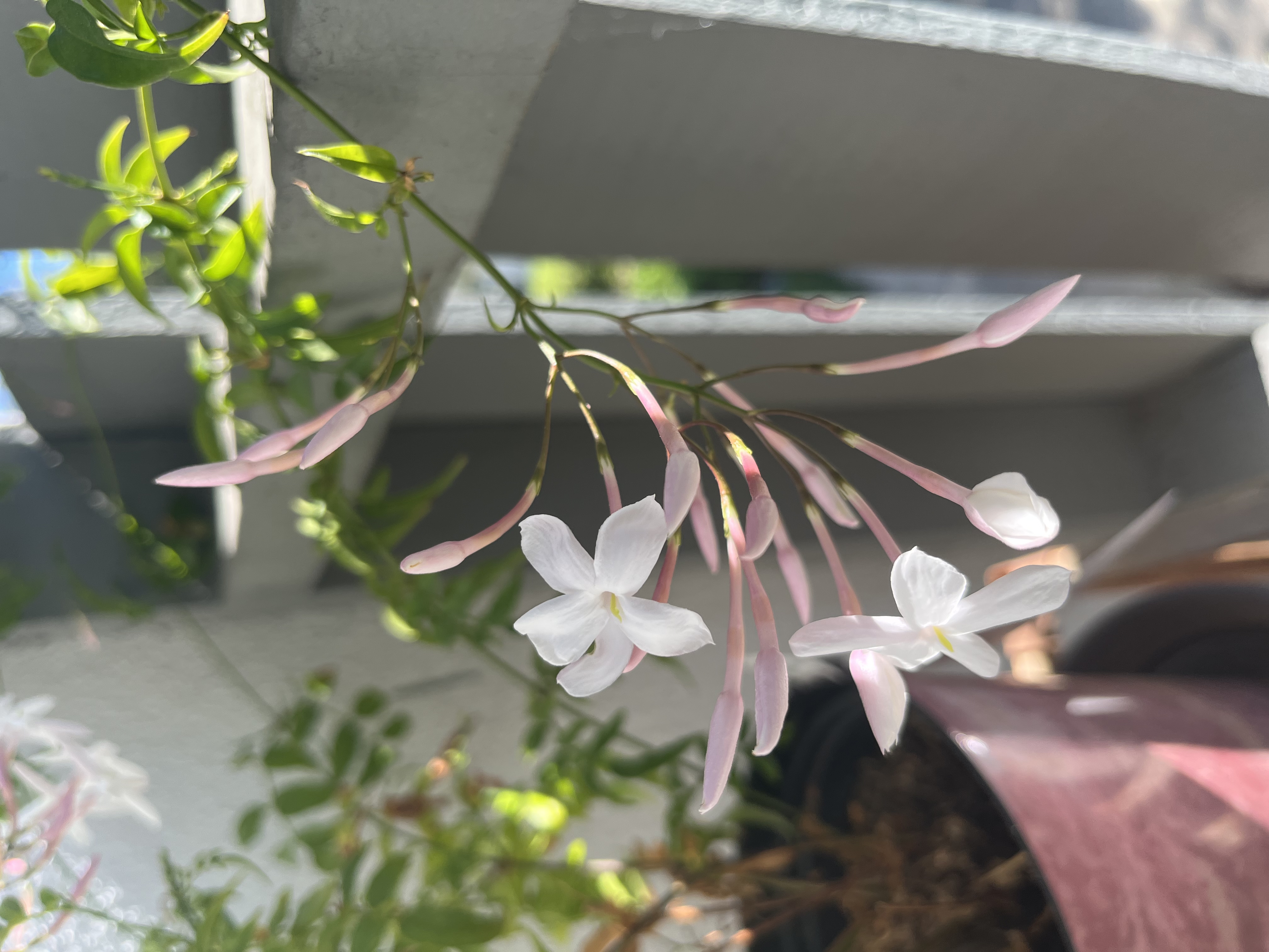 PinkJasmine-Spring 2026